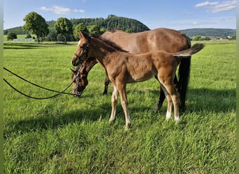 Hannoveraner, Hengst, Fohlen (04/2025), Brauner