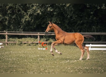 Hannoveraner, Hengst, Fohlen (04/2024), Brauner