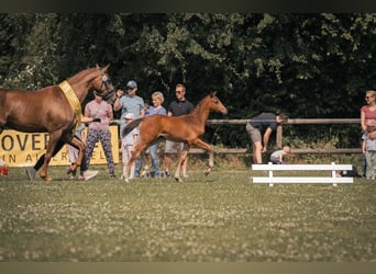 Hannoveraner, Hengst, Fohlen (04/2024), Brauner