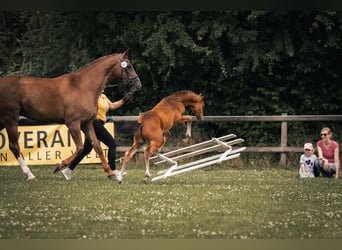 Hannoveraner, Hengst, Fohlen (04/2024), Brauner