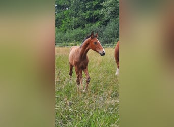 Hannoveraner, Hengst, Fohlen (04/2025), Brauner