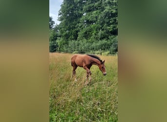 Hannoveraner, Hengst, Fohlen (04/2025), Brauner