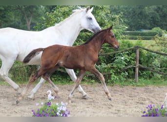 Hannoveraner, Hengst, Fohlen (05/2026), Brauner