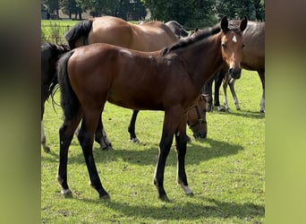 Hannoveraner, Hengst, Fohlen (03/2024), Brauner