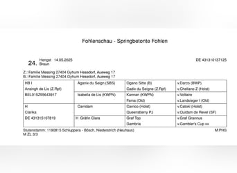Hannoveraner, Hengst, Fohlen (05/2025), Brauner