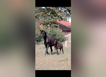 Hannoveraner, Hengst, Fohlen (05/2026)