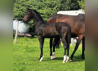 Hannoveraner, Hengst, Fohlen (01/2025)