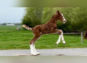 Hannoveraner, Hengst, 