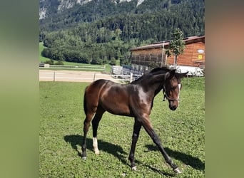Hannoveraner, Hengst, Fohlen (05/2023), Dunkelbrauner