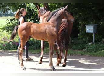 Hannoveraner, Hengst, , Dunkelbrauner