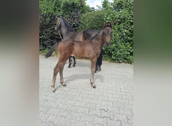 Hannoveraner, Hengst, , Dunkelbrauner