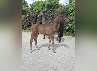 Hannoveraner, Hengst, , Dunkelbrauner