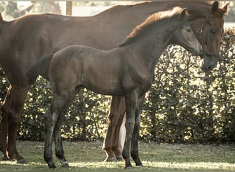 Hannoveraner, Hengst, Fohlen (05/2025), Dunkelbrauner