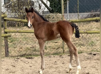 Hannoveraner, Hengst, Fohlen (02/2026), Dunkelbrauner