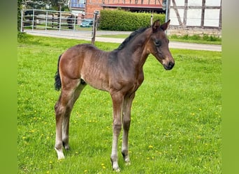 Hannoveraner, Hengst, Fohlen (04/2024), Dunkelbrauner