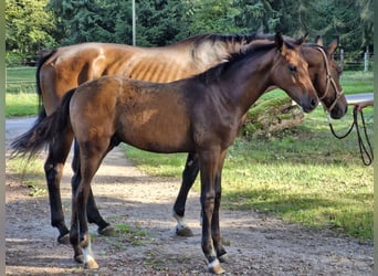 Hannoveraner, Hengst, Fohlen (05/2025), Dunkelbrauner