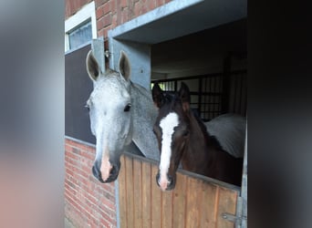 Hannoveraner, Hengst, , Dunkelbrauner