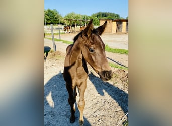 Hannoveraner, Hengst, Fohlen (05/2026), Dunkelbrauner