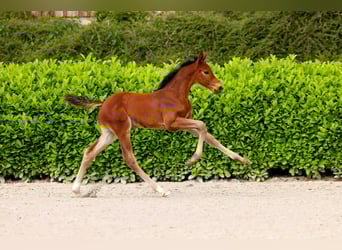 Hannoveraner, Hengst, Fohlen (05/2025), Dunkelbrauner