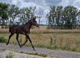 Hannoveraner, Hengst, Fohlen (04/2023), Dunkelbrauner