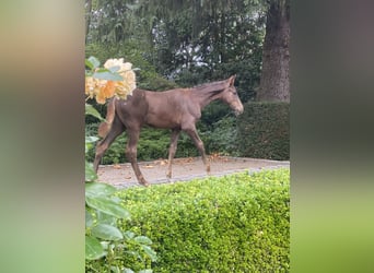 Hannoveraner, Hengst, Fohlen (05/2025), Dunkelfuchs