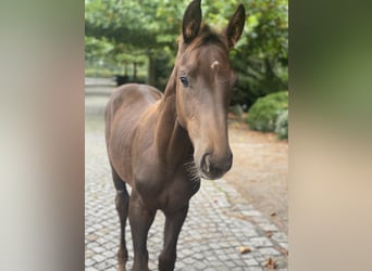 Hannoveraner, Hengst, Fohlen (05/2025), Dunkelfuchs