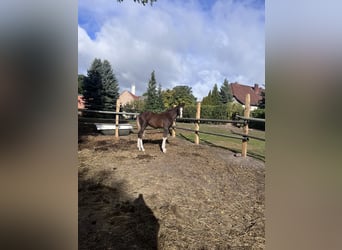 Hannoveraner, Hengst, Fohlen (05/2026), Dunkelfuchs