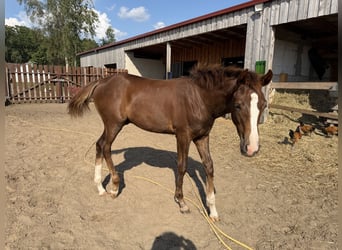 Hannoveraner, Hengst, Fohlen (02/2026), Dunkelfuchs