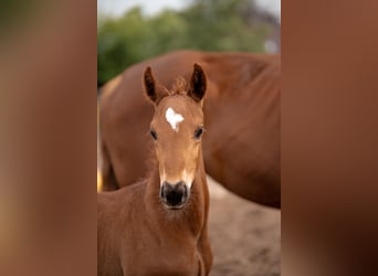 Hannoveraner, Hengst, Fohlen (04/2025), Dunkelfuchs