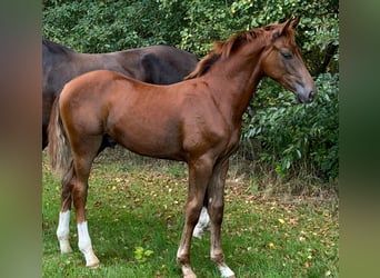 Hannoveraner, Hengst, Fohlen (03/2026), Dunkelfuchs