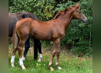 Hannoveraner, Hengst, Fohlen (03/2026), Dunkelfuchs