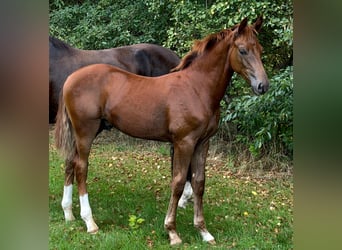 Hannoveraner, Hengst, Fohlen (03/2026), Dunkelfuchs