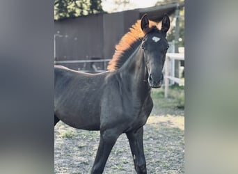 Hannoveraner, Hengst, Fohlen (04/2025), Dunkelfuchs