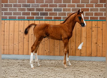 Hannoveraner, Hengst, Fohlen (04/2026), Dunkelfuchs