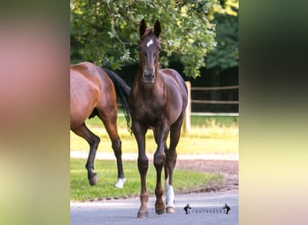 Hannoveraner, Hengst, Fohlen (04/2023), Dunkelfuchs