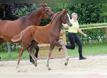 Hannoveraner, Hengst, Fohlen (03/2024), Dunkelfuchs