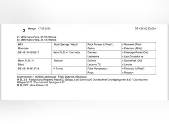 Hannoveraner, Hengst, Fohlen (05/2024), Dunkelfuchs