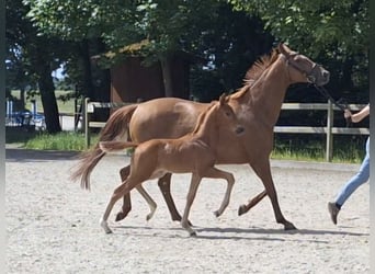 Hannoveraner, Hengst, Fohlen (04/2026), Dunkelfuchs