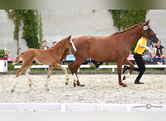 Hannoveraner, Hengst, Fohlen (05/2024), Dunkelfuchs