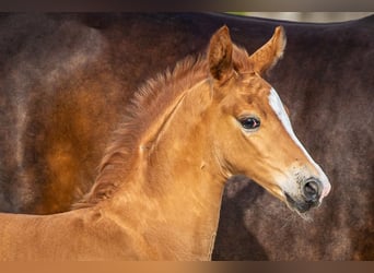 Hannoveraner, Hengst, Fohlen (06/2025), Dunkelfuchs