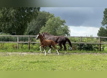 Hannoveraner, Hengst, , Dunkelfuchs
