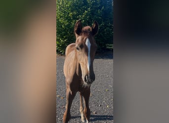 Hannoveraner, Hengst, Fohlen (04/2026), Dunkelfuchs