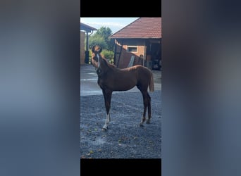 Hannoveraner, Hengst, Fohlen (04/2026), Dunkelfuchs