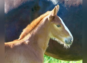 Hannoveraner, Hengst, , Dunkelfuchs