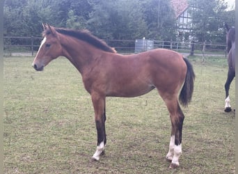 Hannoveraner, Hengst, Fohlen (05/2026), Dunkelfuchs