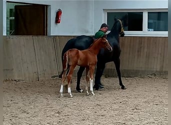 Hannoveraner, Hengst, , Fuchs