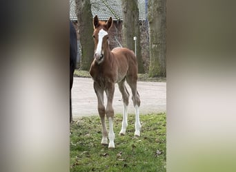 Hannoveraner, Hengst, Fohlen (02/2026), Fuchs