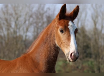 Hannoveraner, Hengst, Fohlen (02/2026), Fuchs