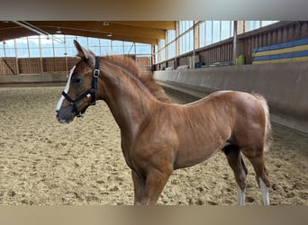 Hannoveraner, Hengst, Fohlen (05/2026), Fuchs