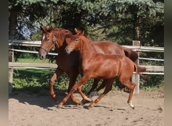 Hannoveraner, Hengst, Fohlen (03/2024), Fuchs